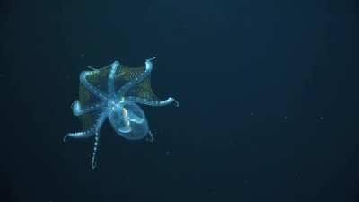 This is the glass octopus, it's clear except for its optic nerve, eyeballs and digestive track.