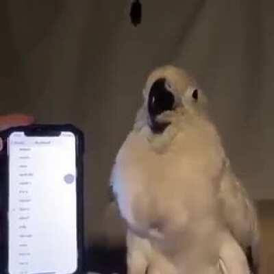 dancing borb