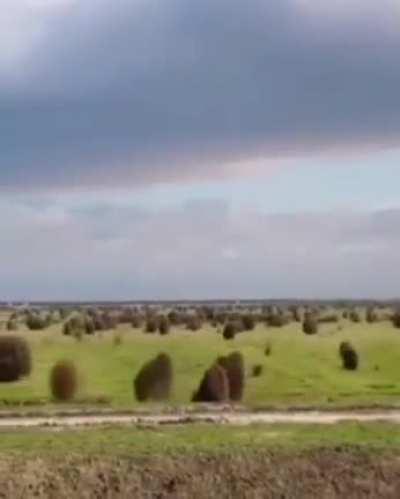 Great tumbleweed migration