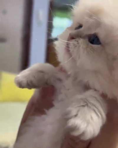 the way this kitten meow