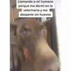 pobre perrito