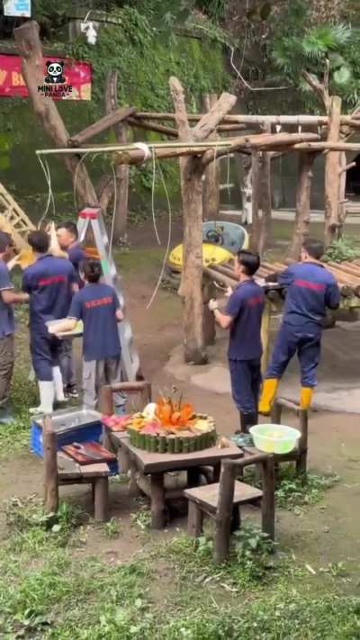 How the the birthday of four pandas is celebrated in a Chinese zoo. 