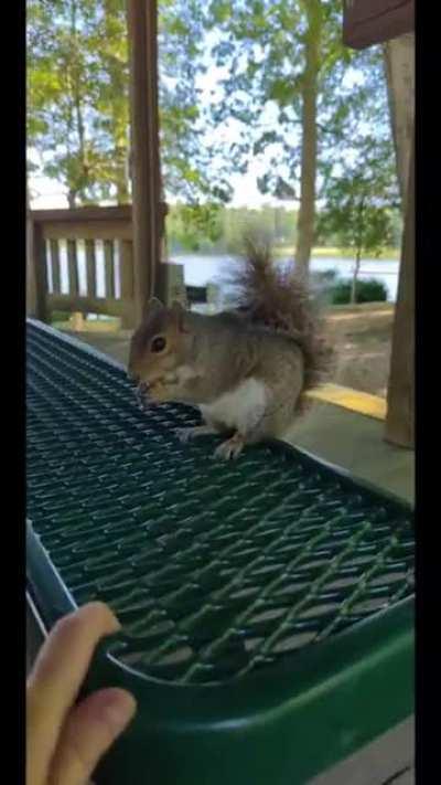 Sister Tried To Pet a Squirrel, Went About as Well as You'd Expect