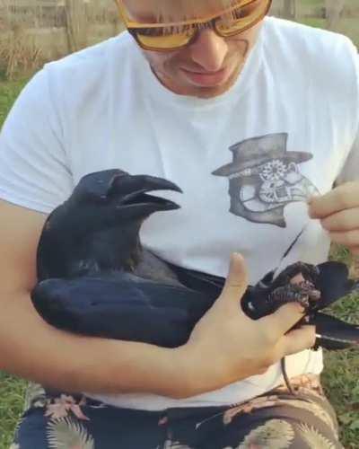 Raven gets snugs and pets.