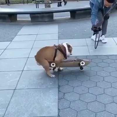 Dog loves to ride his skateboard in public