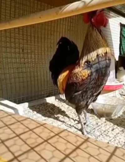 This rooster