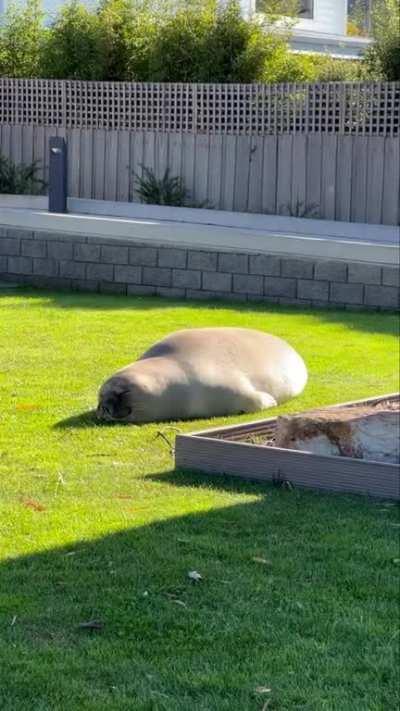 Neal the Seal suns himself near Kingston Beach in Tasmania, Australia. He’s the only resident elephant seal in the area.