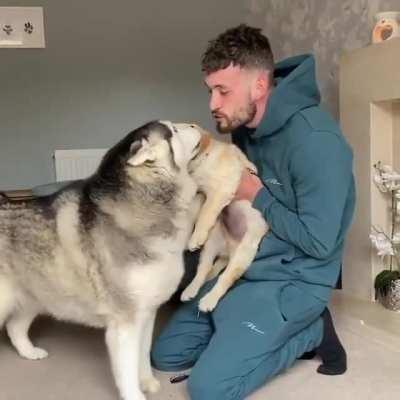 Husky pupper getting very excited to welcome a new member to the family