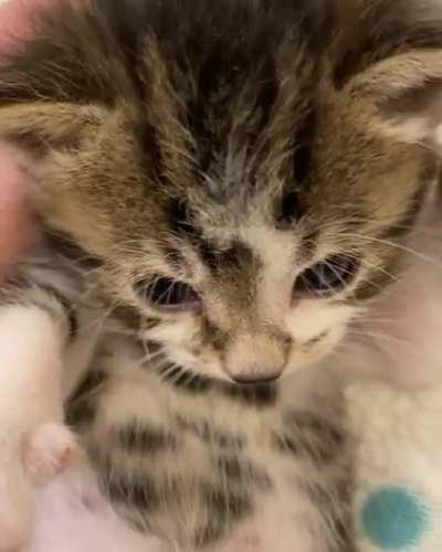 Volume up for baby goose purrs! 🔊