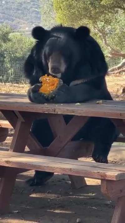 Just a bear eating his lunch that is all