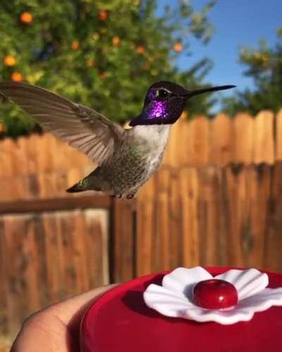 Behold this majestic hummingbird