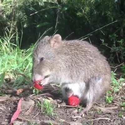 The long-nosed potoroo is a small marsupial native to southeastern Australia, and it is classified as part of the rat-kangaroo family. It eats fruits, seeds, flowers, roots, fungi and insect larvae. Here we see a mother potoroo with her youngster eating s