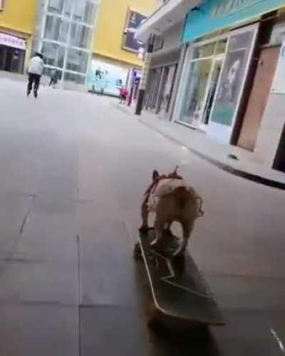 Doggy on a skateboard!!