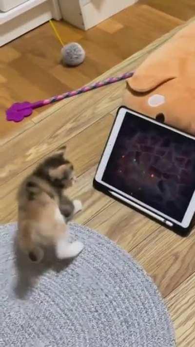 Kitty Gamer Got Mad Skillz