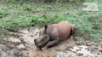 Baby Swazi is a derpy horned pupper at Care For Wild Rhino Sanctuary