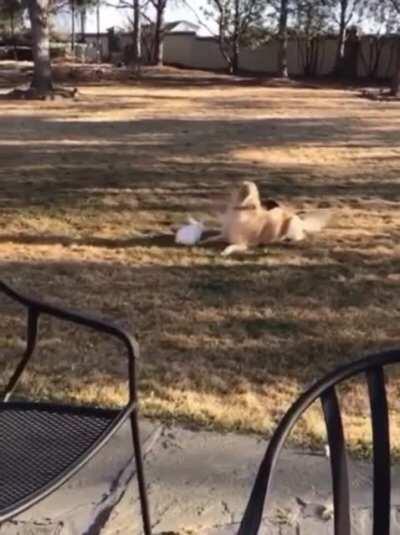 A doggo and a bunny