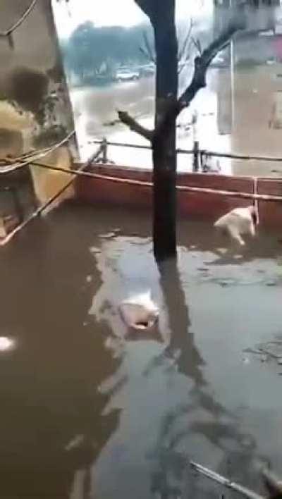 荷兰猪悠然自得的欣赏着雨后的美景