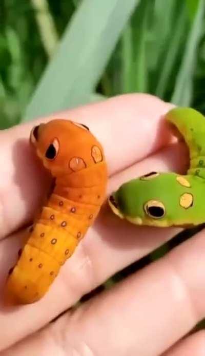 The spicebush swallowtail caterpillar mimics a snake with its false eyespots to deter predators.