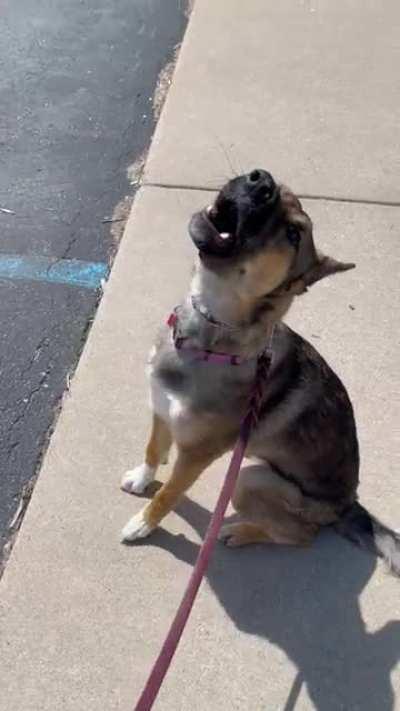 Zelda, the good girl, does an awoo to help the emergency vehicles.