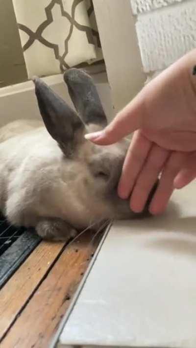 This is Frig, she’s never let me pet her for more than a few seconds until today. She laid like this for an hour while I was petting her.