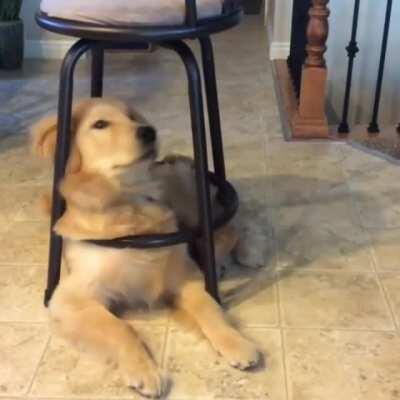 The rare chair doggo