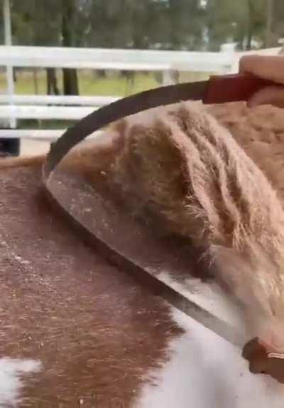 Shedding a horse