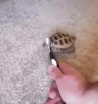 This little baby turtle enjoying the scritches