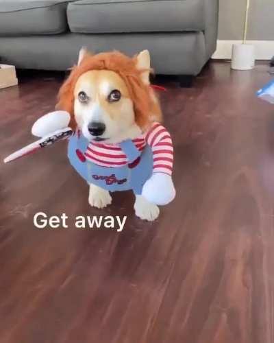 Be not afraid of Dog Chucky