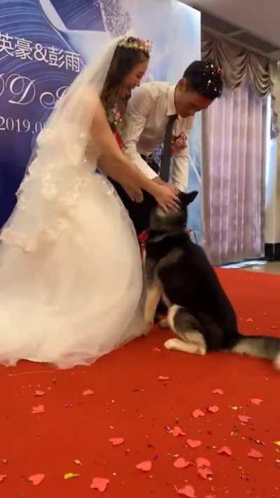 WCGW have a dog bring your the wedding ring.