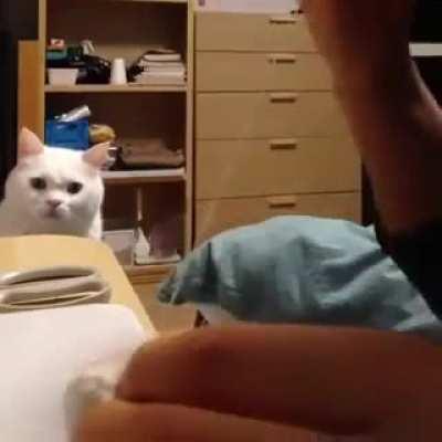 Cat watches intently as damaged toy undergoes surgical repair