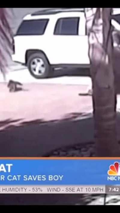 Cat saves small kid from a dog attack.