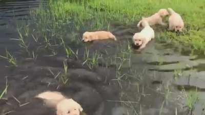 Swimming lesson!