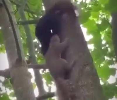 To hump a fellow squirrel