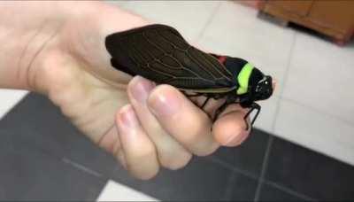 🔥 This cicada, Tacua Speciosa, looks like a toy 🔥