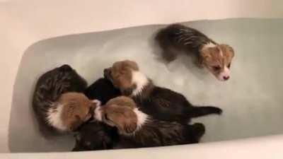 Corgi puppies playing in bathtub full of water