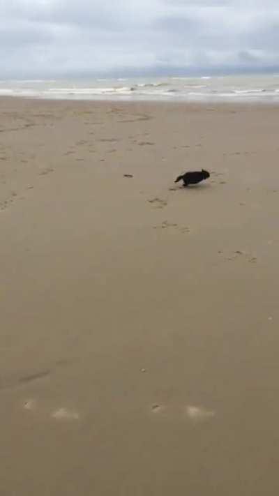 Rescue dog doing zoomies on a beach