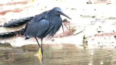 🔥 A black heron using its wings like an umbrella, creating shade to attract fish, a behavior known as canopy feeding.