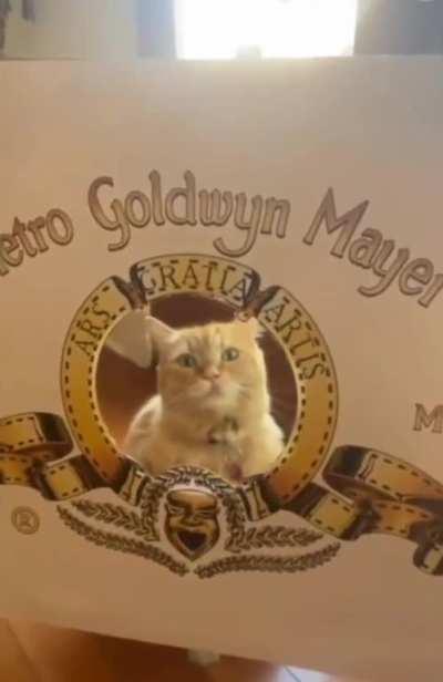 Actor cat