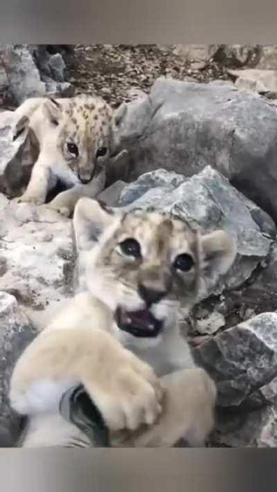 Adorable Baby Big Cat