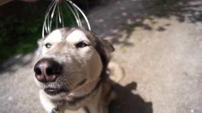 Dog reaches euphoria with a head scrather