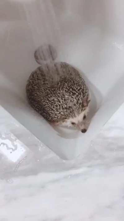 Bathing is the best part of my day 🦔