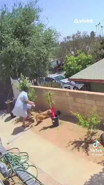 Household pets stand their ground against grizzly bear.