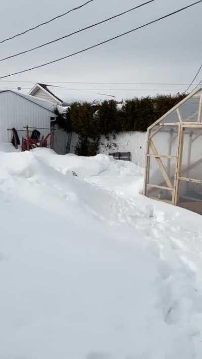 I decided to plow a race track on my backyard this year. My doggy loves it!