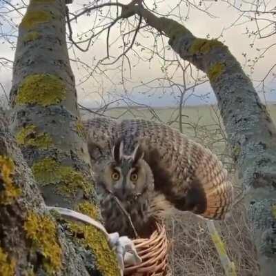 🔥 Great Horned Owl defending her nest. She uses her wings and body as an illusion to greatly increase her size, intended to scare off potential predators.