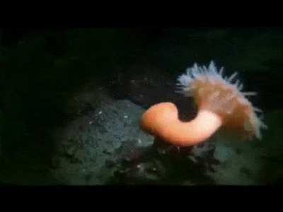 anemone fleeing from starfish