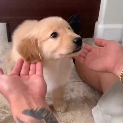 Those floppy ears😍