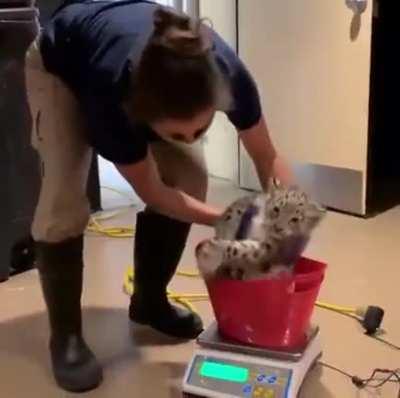 Weighing the baby