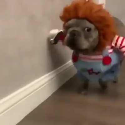 Chucky Dog Costume