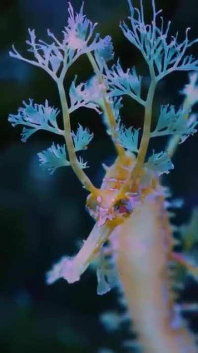 🔥 Leafy Seadragon.