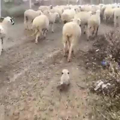 The first day of work of the baby shepherd.